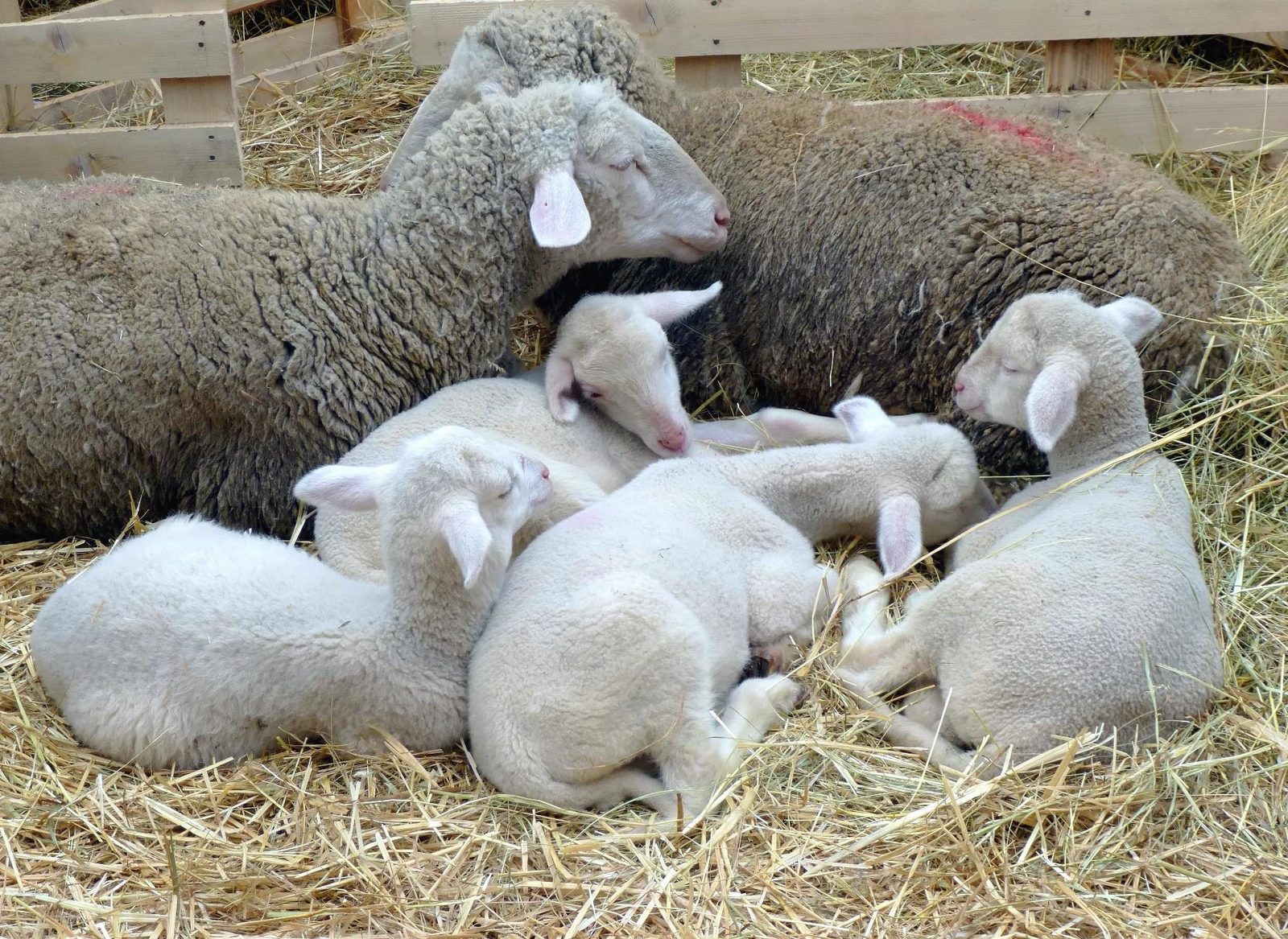 Mehrere kuschelnde Lämmer schlafen zusammen im Stroh