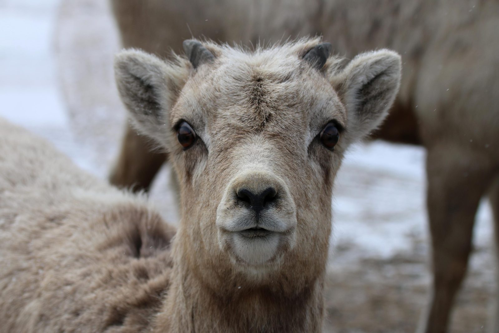 Nahaufnahme eines neugierigen jungen Lamms