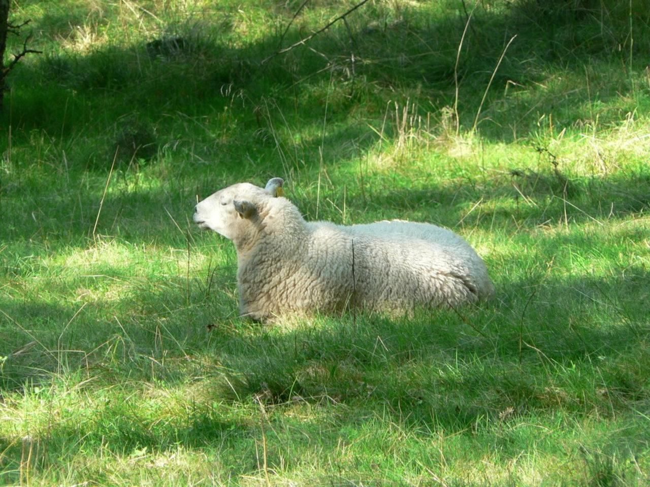 Ein Lamm ruht sich entspannt auf einer grünen Wiese aus