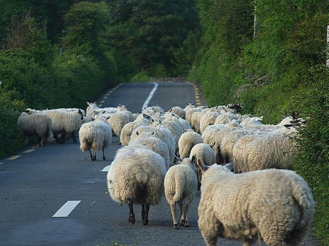 Eine Herde Schafe und Lämmer wandert gemeinsam einen Weg entlang